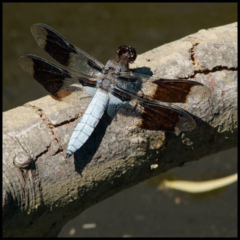 Common Whiteface Corporal
