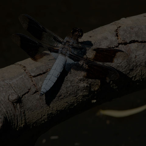 Common Whitetail