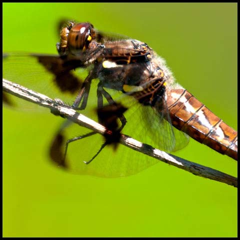 Common Whiteface Corporal