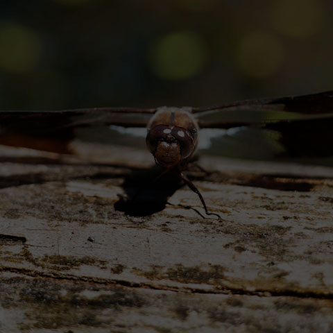Common Whiteface Corporal
