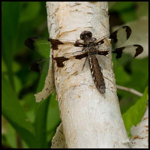 Common Whiteface Corporal