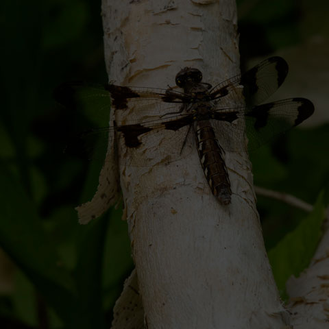 Common Whiteface Corporal
