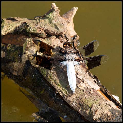 Common Whiteface Corporal