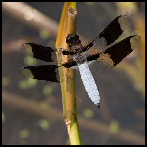 Common Whiteface Corporal