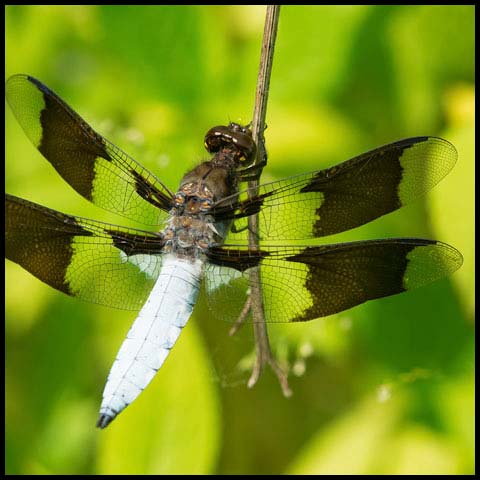 Common Whiteface Corporal