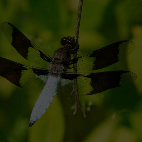 Common Whiteface Corporal