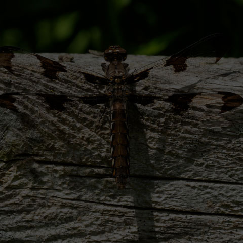 Common Whiteface Corporal