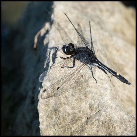 Dot-tailed Whiteface