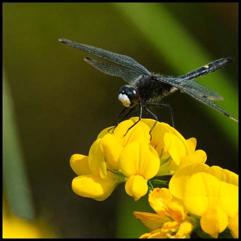 Dot-tailed Whiteface