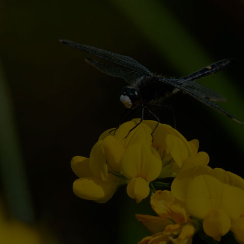 Dot-tailed Whiteface