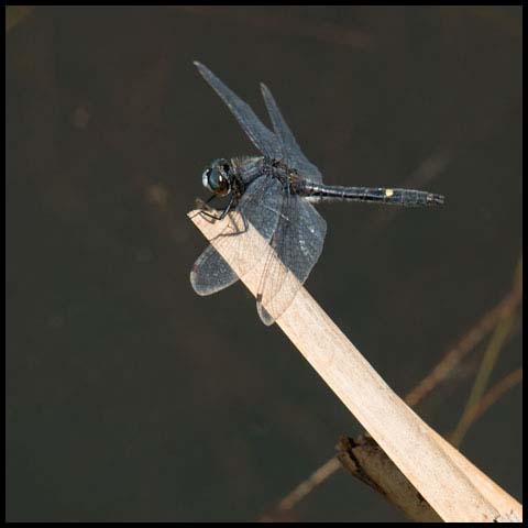 Dot-tailed Whiteface