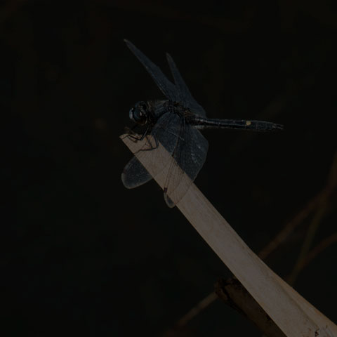 Dot-tailed Whiteface