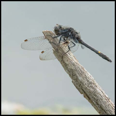 Dot-tailed Whiteface