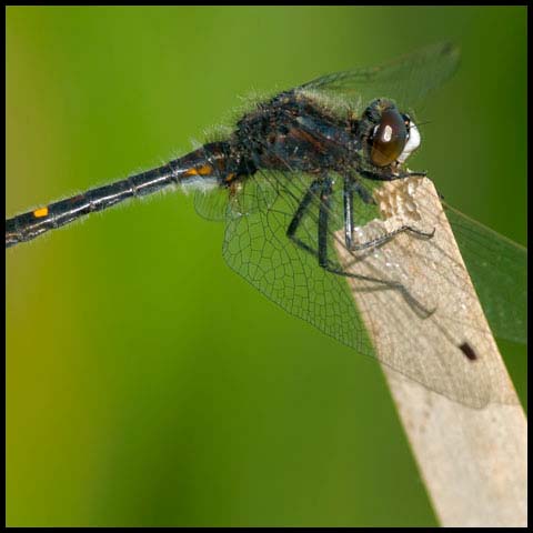 Dot-tailed Whiteface