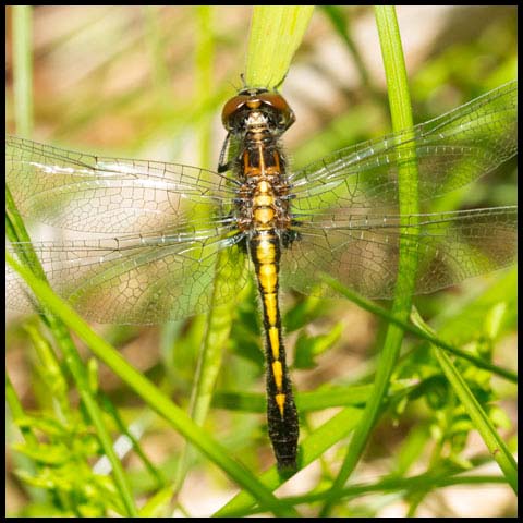 Dot-tailed Whiteface