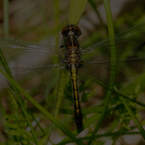 Dot-tailed Whiteface