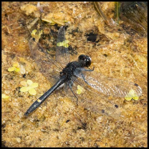 Dot-tailed Whiteface