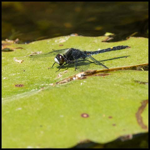 Dot-tailed Whiteface