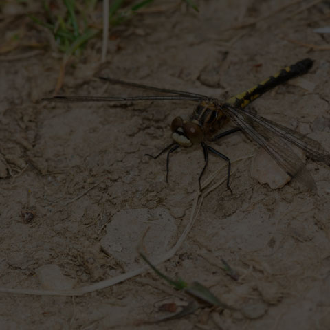 Dot-tailed Whiteface