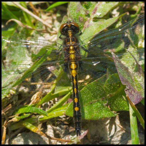 Dot-tailed Whiteface