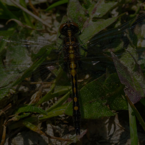 Dot-tailed Whiteface