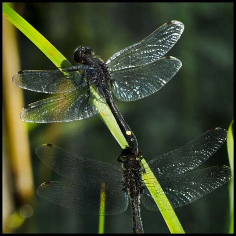 Dot-tailed Whiteface