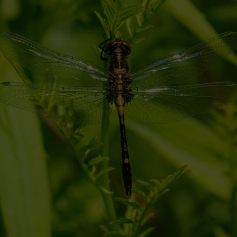 Dot-tailed Whiteface