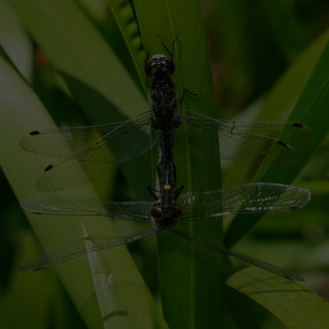 Dot-tailed Whiteface