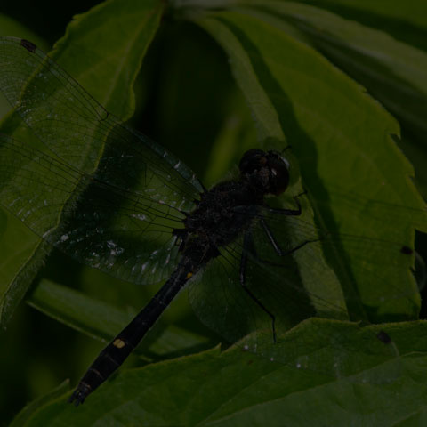 Dot-tailed Whiteface