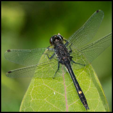 Dot-tailed Whiteface