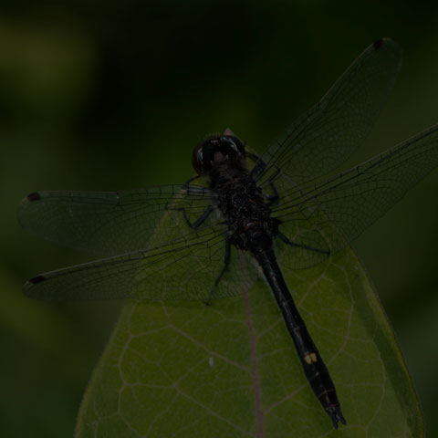 Dot-tailed Whiteface
