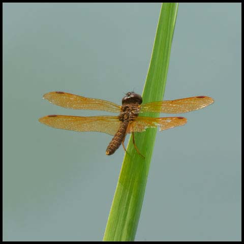 Eastern Amberwing