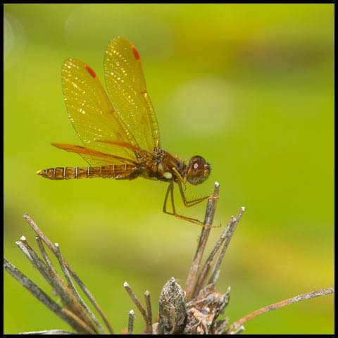 Eastern Amberwing