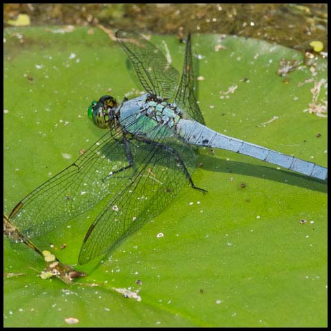 Eastern Pondhawk