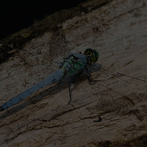 Eastern Pondhawk