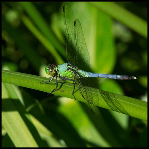 Eastern Pondhawk