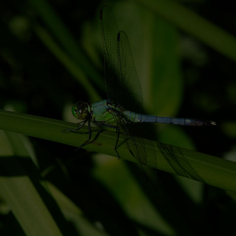 Eastern Pondhawk