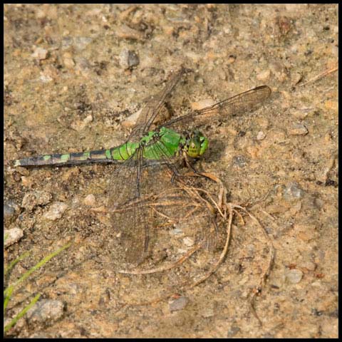 Eastern Pondhawk