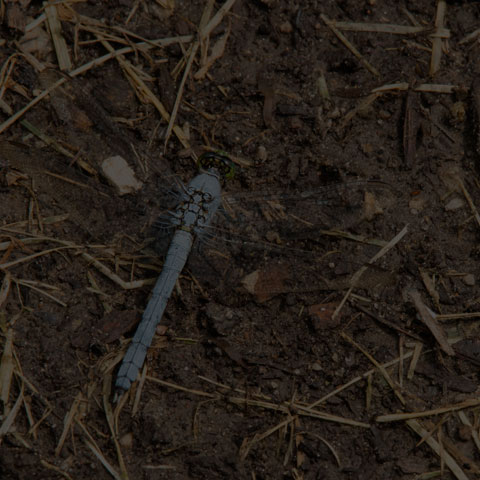 Eastern Pondhawk