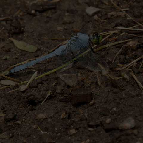 Eastern Pondhawk