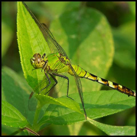 Eastern Pondhawk