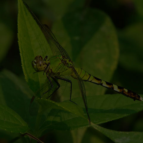 Eastern Pondhawk