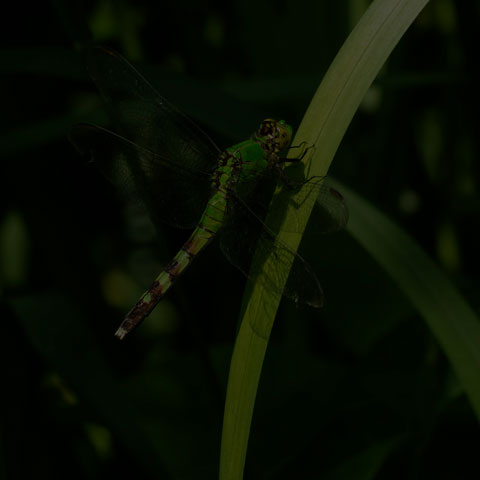 Eastern Pondhawk