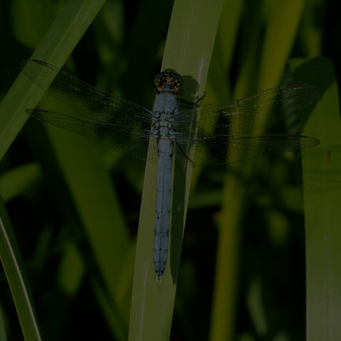 Eastern Pondhawk