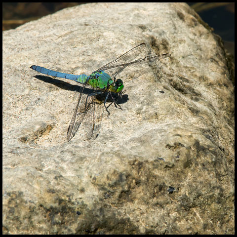 Eastern Pondhawk