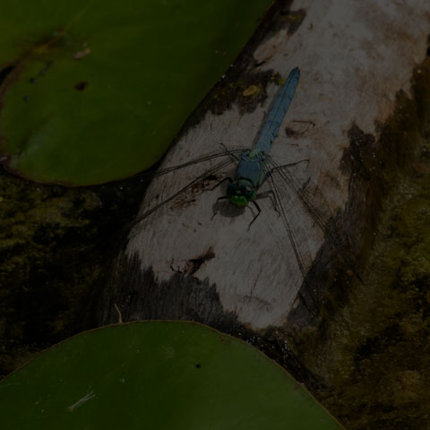 Eastern Pondhawk