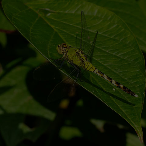 Eastern Pondhawk