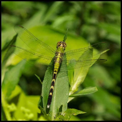 Eastern Pondhawk