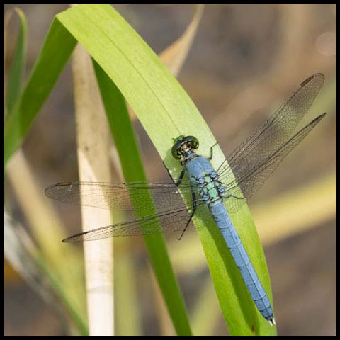 Eastern Pondhawk