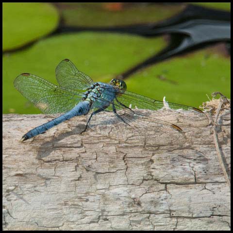 Eastern Pondhawk